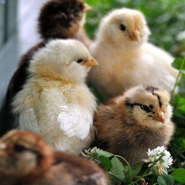  Country Chicken Chicks Manufacturers in Alwar