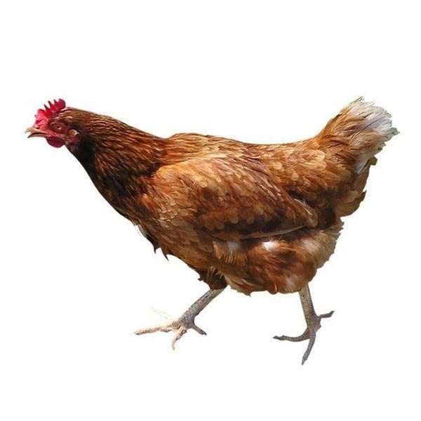 Country Chicken Farming in Ranchi