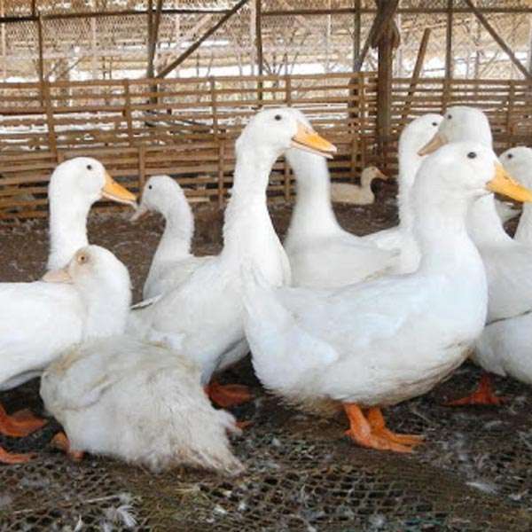  Duck Farming Manufacturers in Afghanistan