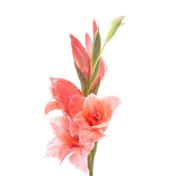  Gladiolus Flowers Manufacturers in Aizawl