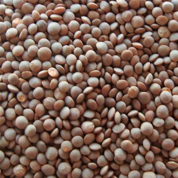 Lentils Manufacturers in Afghanistan