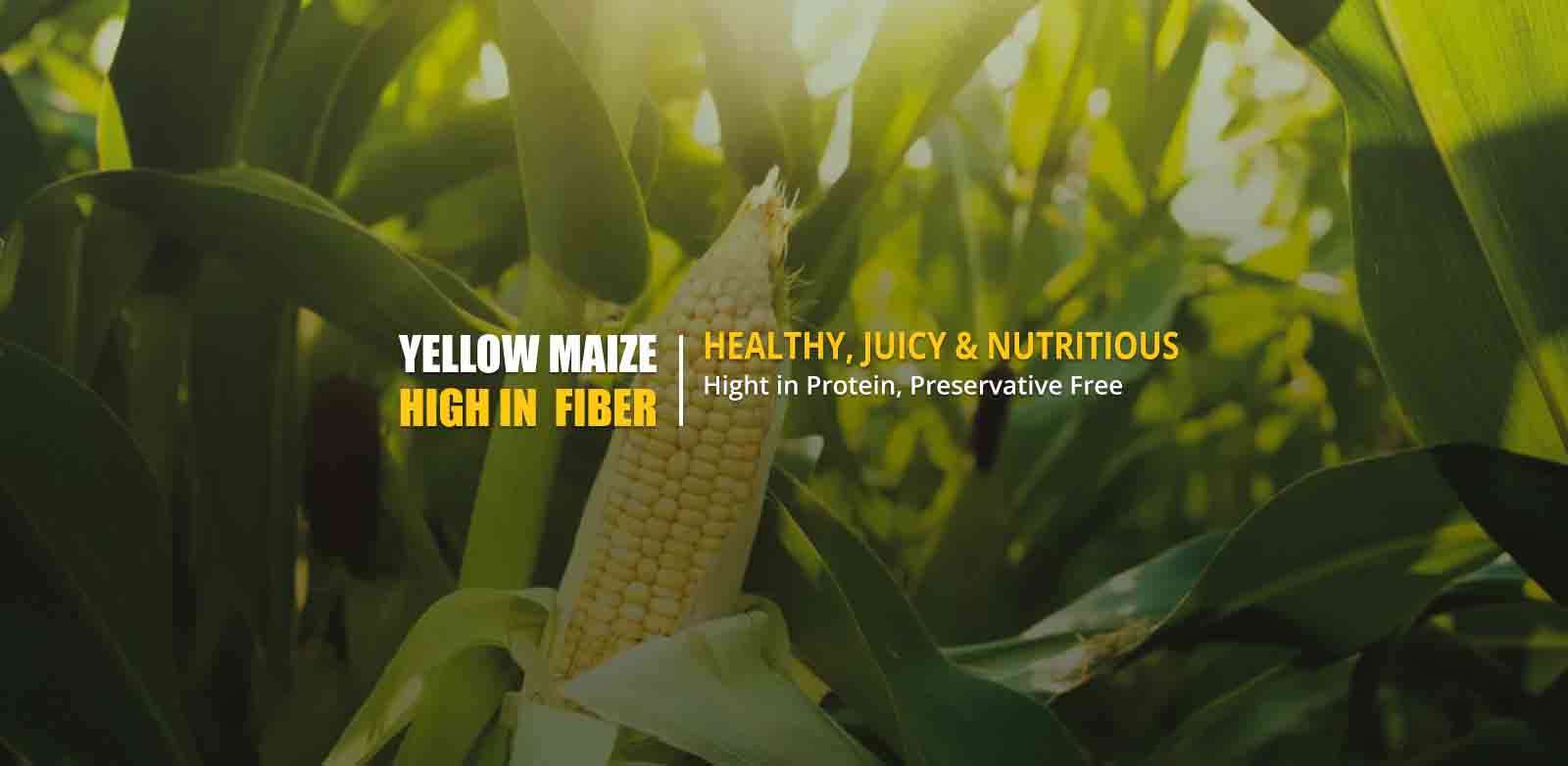  Maize Grains Manufacturers in Andaman And Nicobar Islands