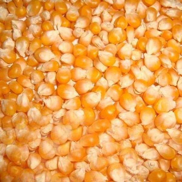  Maize Seeds Manufacturers in Alappuzha