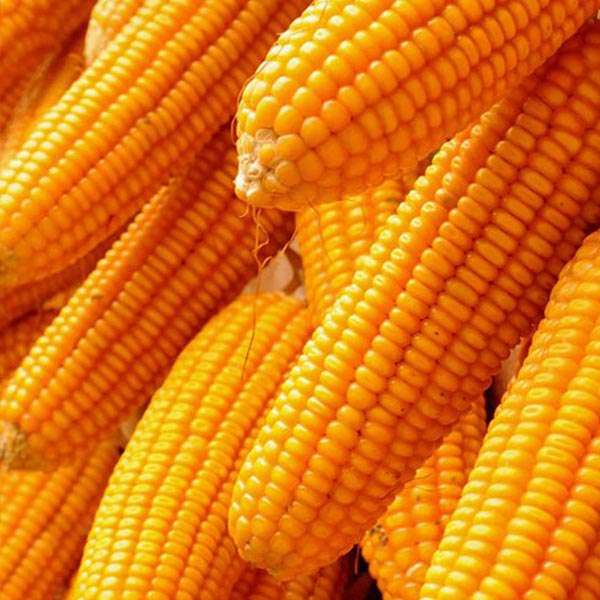 Maize in Ranchi
