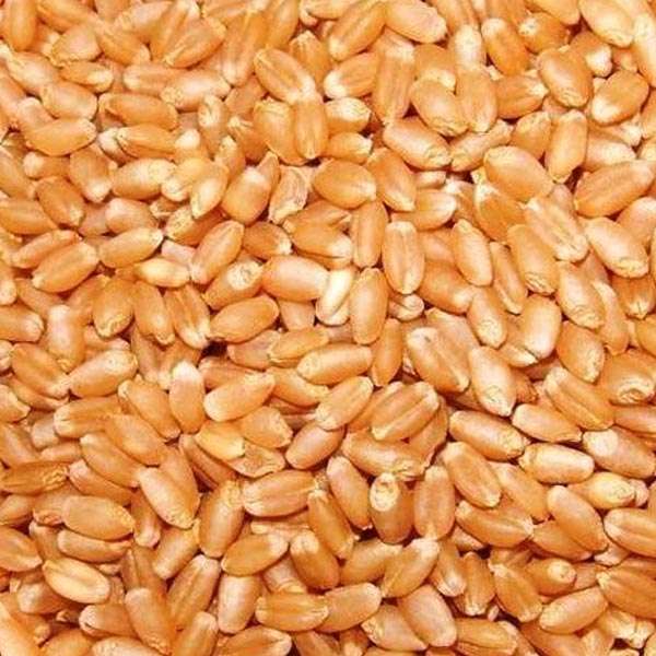  Organic Wheat Manufacturers in Afghanistan