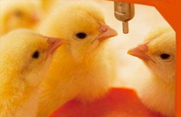  Poultry Farming Services Manufacturers in Alwar