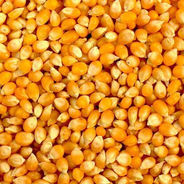  Raw Maize Manufacturers in Dhamtari