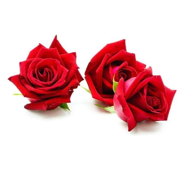 Rose Flowers Manufacturers in Alwar
