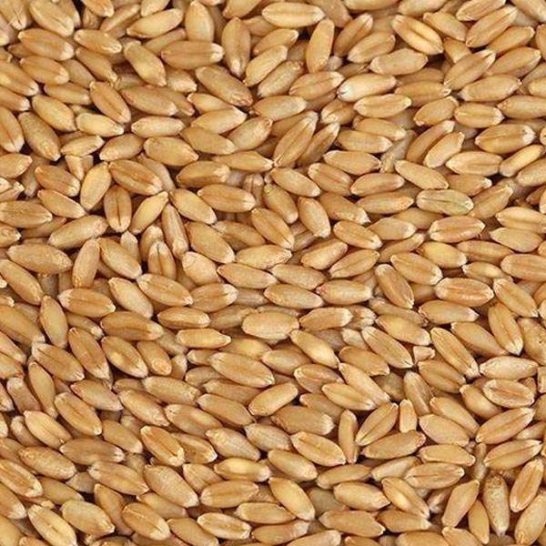  Wheat Grains Manufacturers in Agra
