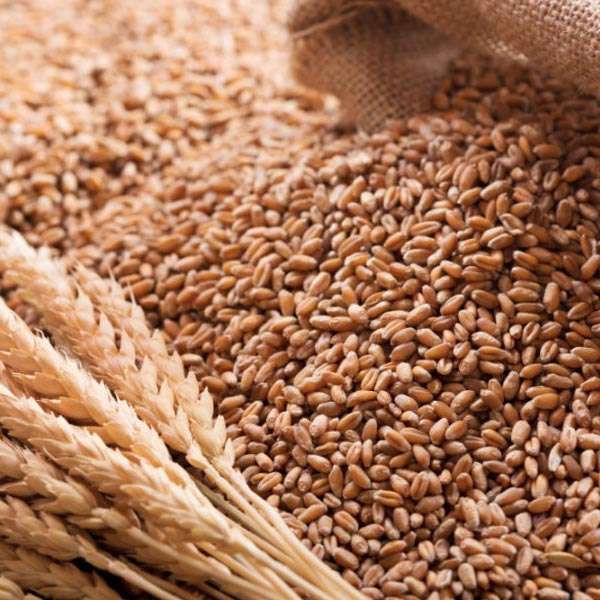  Wheat Manufacturers in Afghanistan