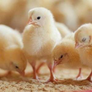  Broiler Chicks Manufacturers in Bahrain