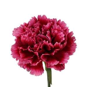  Carnations in Amroha