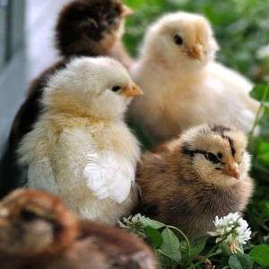 Country Chicken Chicks in Ranchi