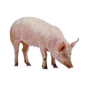 Farm Pig in Ranchi