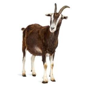 Goat in Ranchi