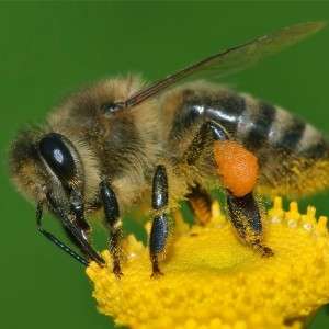 Honey Bee in Ranchi