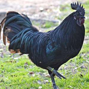  Kadaknath Chicken Manufacturers in Ajmer