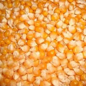  Maize Seeds Manufacturers in Banaskantha