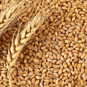  Milling Wheat in Amroha