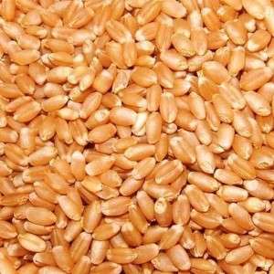  Organic Wheat in Shajapur