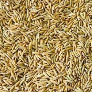  Paddy Rice in Shajapur