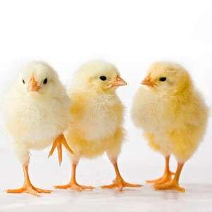 Poultry Farm Chicks in Ranchi