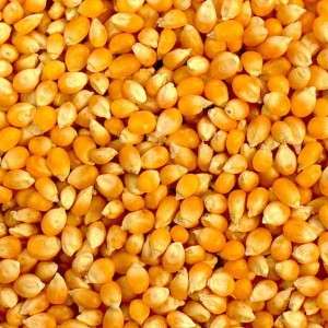  Raw Maize in Shajapur