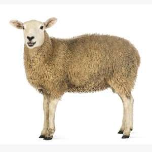  Sheep in Amroha