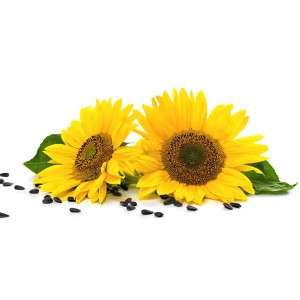  Sunflower in Azerbaijan