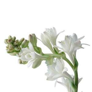  Tuberose Manufacturers in Lithuania