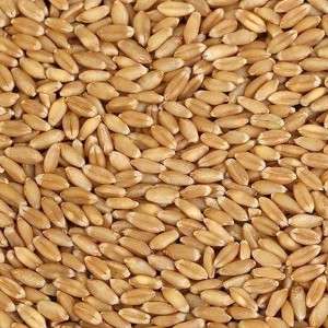  Wheat Grains Manufacturers in Kuwait