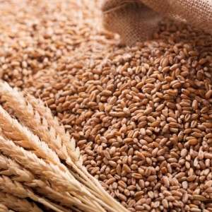 Wheat in Ranchi