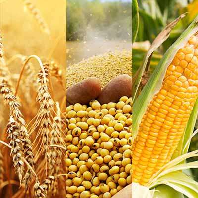 Top Food Grain Manufacturing Company in Ranchi