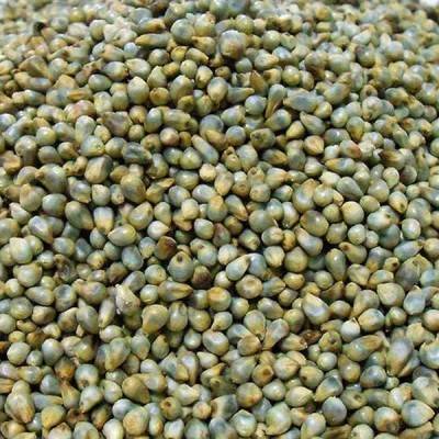  Bajra Manufacturers in Himachal Pradesh