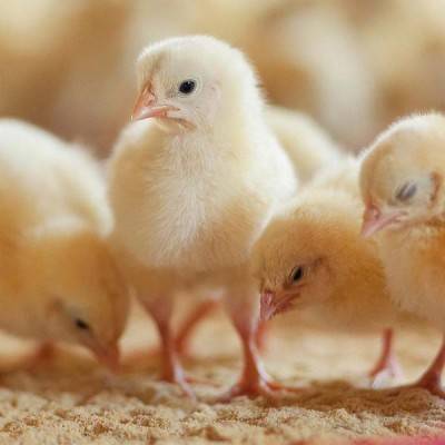  Broiler Chicks Farming Manufacturers in Azamgarh