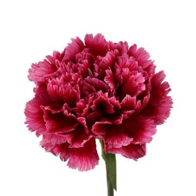  Carnations Manufacturers in Sri Lanka