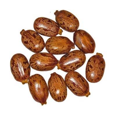  Castor Seeds Manufacturers in Katni