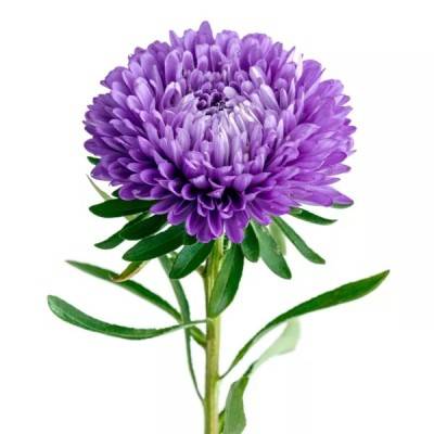  Chrysanthemum Flowers Manufacturers in Chatra