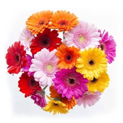  Gerbera Flowers Manufacturers in Baloda Bazar
