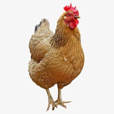  Hen Farming Manufacturers in Chatra