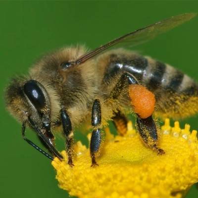  Honey Bee Manufacturers in Kyrgyzstan