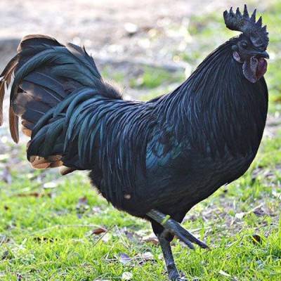 Kadaknath Chicken Farming Manufacturers in Saint Barthélemy