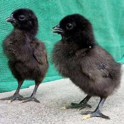  Kadaknath Chicks Farming Manufacturers in Pakistan