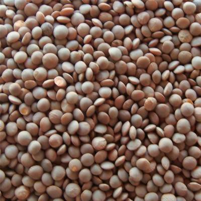  Lentils Manufacturers in Baloda Bazar