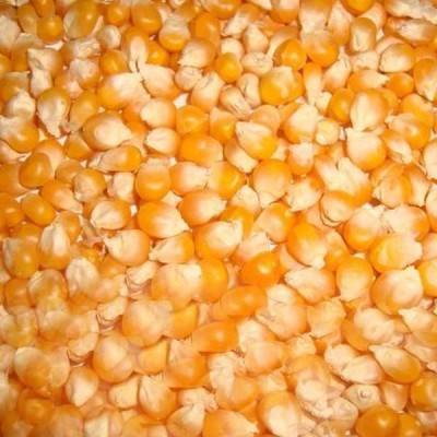  Maize Seeds Manufacturers in Chhota Udaipur