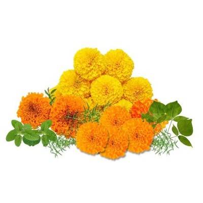  Marigold Flowers Manufacturers in Chatra