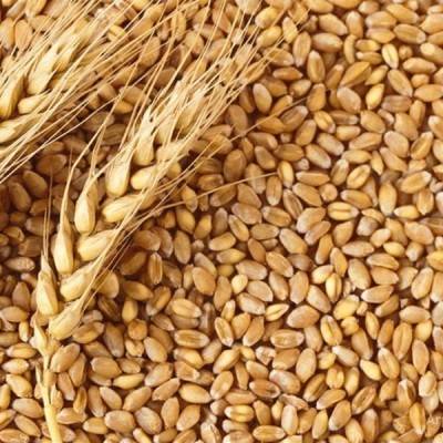  Milling Wheat Manufacturers in Pakistan