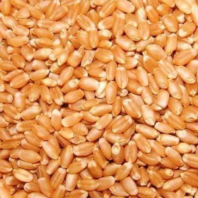  Organic Wheat Manufacturers in Pakistan