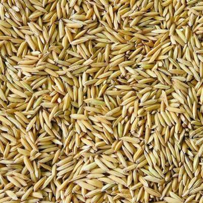  Paddy Rice Manufacturers in Pakistan