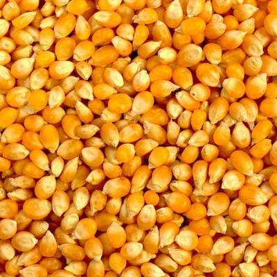  Raw Maize Manufacturers in Baramulla